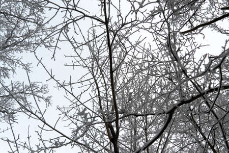 in the big woods winter trees stand tall and beautifulの写真素材
