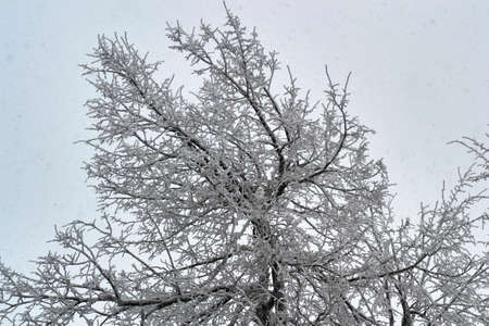 in the snow at sun country Park is a beautiful treeの写真素材