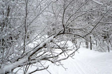 tree in Sunny weather in winter in the snow in a large Parkの写真素材