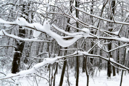 late winter fir tree with its beautiful branchesの写真素材