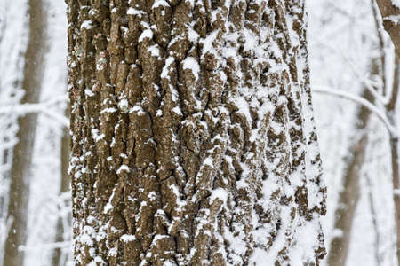 beautiful and tall tree growing in a large country Parkの写真素材