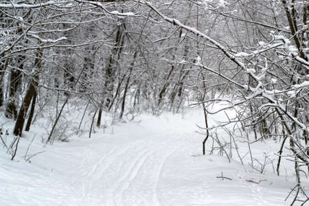 in winter under snow in the sunlight is a tree in the Parkの写真素材