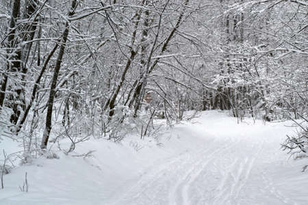 country, a beautiful Park is in winter, the snow treeの写真素材