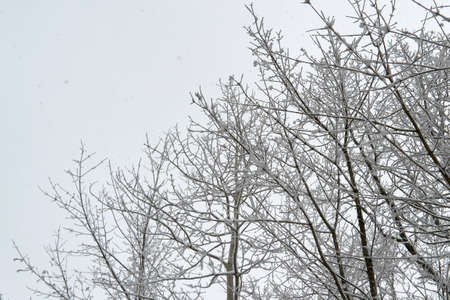 beautiful and large oak is in the winter in the snow in the woodsの写真素材