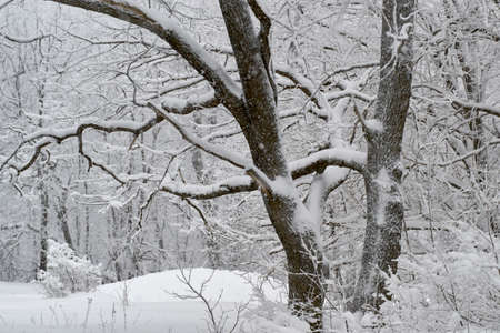 in the snow of early winter cold of the high oaks in the Parkの写真素材