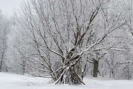 early in winter the shrub is covered with snow forestの写真素材