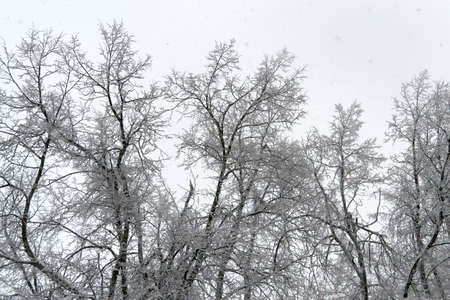when the sun rays light up tree in the snow in the winterの写真素材
