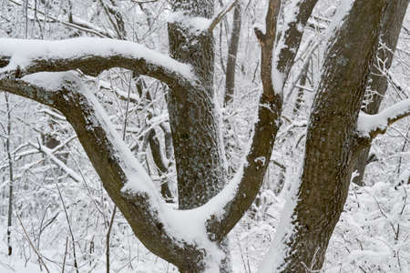 early in the winter the trunk is covered with snow forestの写真素材