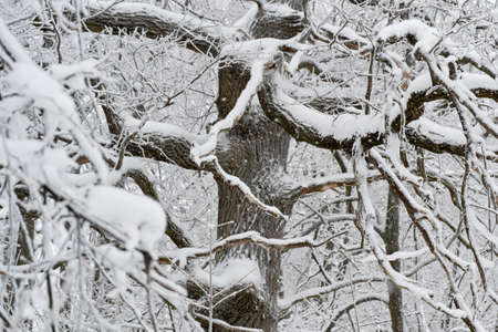 the trunks are located the beautiful winter in the forest and country Parkの写真素材