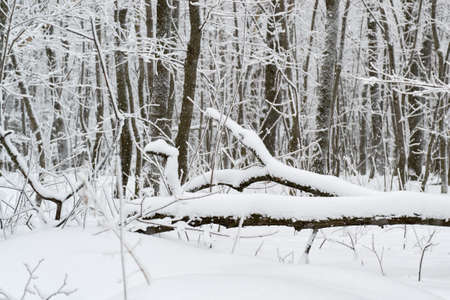 In the morning in Sunny weather, fell a large tree in the Parkの写真素材