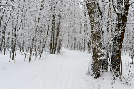 in the morning in Sunny weather cost a lot of trunks in the snow in the big woodsの写真素材