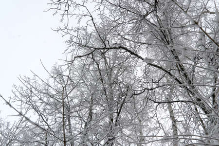 top beautiful iceの写真素材