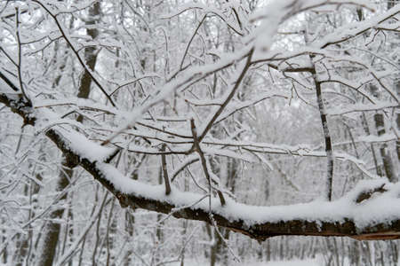 the pine top springの写真素材