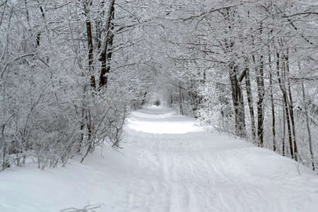 nicely curved large and beautiful trees in the snow in the winterの写真素材