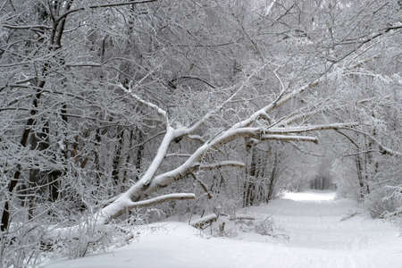 the beautiful oak in the forestの写真素材