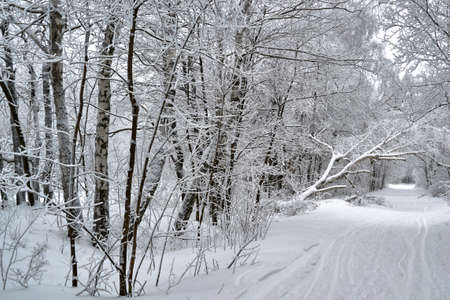 in Sunny weather with clear sky the trees stand in the Parkの写真素材