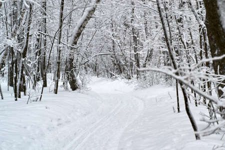 in winter under snow in the sunlight is a branch in the Parkの写真素材