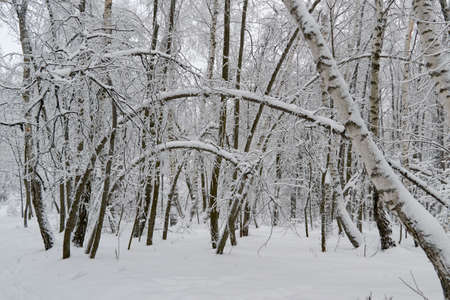 the branch of an oak tree in the snowの写真素材