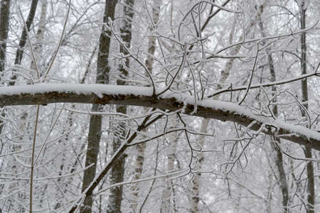 branch in the ice bentの写真素材
