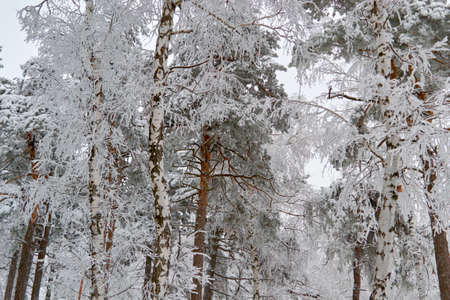in Sunny weather with clear sky spruce stand in the Parkの写真素材