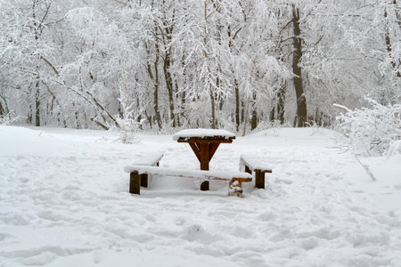 in winter under snow in the sunlight is a branch in the Park
