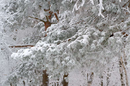 covered with snow in winter, tall, handsome, big branchesの写真素材