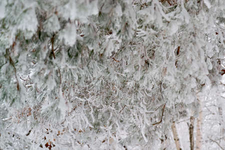 early winter branch covered with snow forestの写真素材