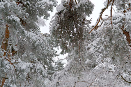 in the morning in Sunny weather there are a lot of trees in the Parkの写真素材