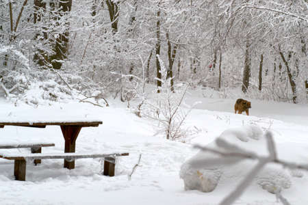 in winter under snow in the sunlight is a branch in the Parkの写真素材