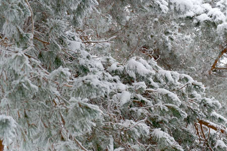 in Sunny weather with clear sky spruce stand in the Parkの写真素材