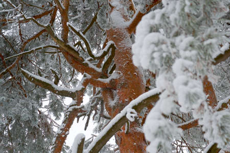 in a beautiful forest of large trees in winter, located in a clearingの写真素材