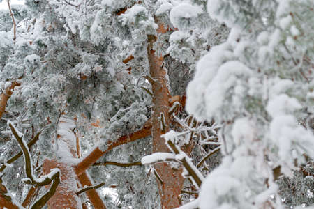 in the morning in Sunny weather, in the sky there are many trees in the Parkの写真素材