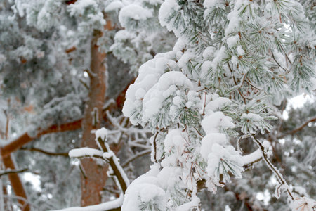 in the afternoon in solar weather at the clear sky pine trees are in the forest