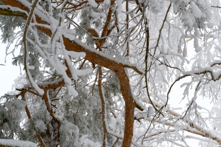 In the morning in Sunny weather there are a lot of branches in the ice in the big woods