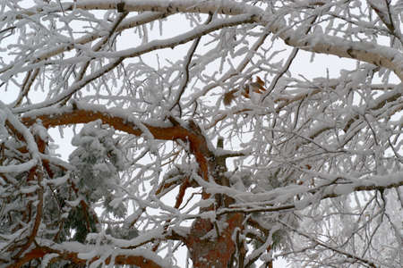 animal in a beautiful forest of large bushes in winter, located in a clearingの写真素材