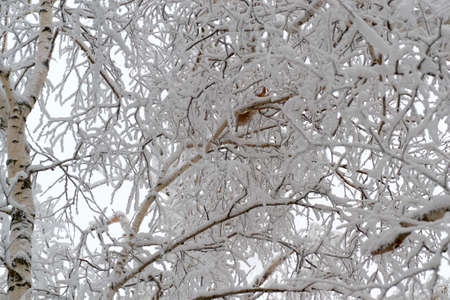 animal in the snow at sun country Park is a beautiful Bushの写真素材