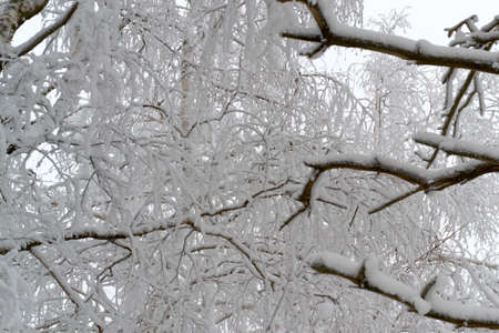 animal and shrubs located beautiful winter in the forest and country Parkの写真素材