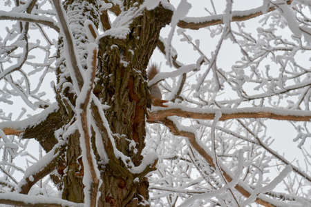 animal and in a large and beautiful country Park is a tree in winterの写真素材