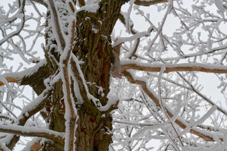 animal and tree branches in winter, located in a clearing in the woodsの写真素材