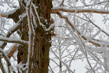 animal and tree in Sunny weather in winter in the snow in a large Parkの写真素材
