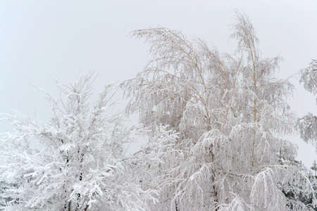 tree in Sunny weather in winter in the snow in a large Parkの写真素材