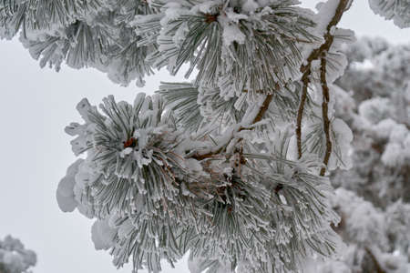 in a beautiful forest of large trees in winter, located in a clearingの写真素材