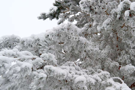 in a beautiful forest of large trees in winter, located in a clearingの写真素材