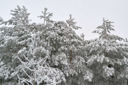 in Sunny weather with clear sky spruce stand in the Parkの写真素材