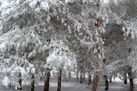 in the morning in Sunny weather, in the sky there are many trees in the Parkの写真素材