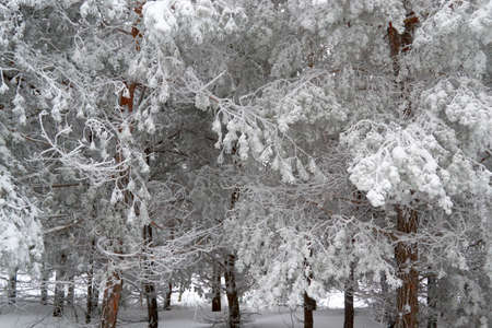in the morning in Sunny weather, in the sky there are many trees in the Parkの写真素材
