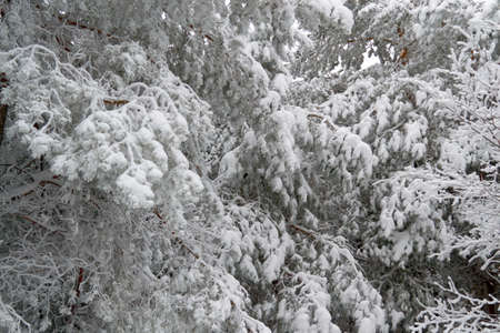 in a beautiful forest of large trees in winter, located in a clearingの写真素材