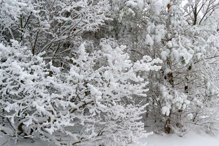 in Sunny weather with clear sky spruce stand in the Parkの写真素材