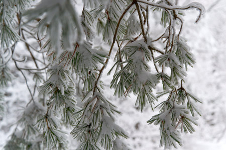 in winter under snow in the sunlight is the oaks in the Park