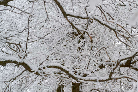 rustic, beautiful Park standing in the snow high Bushの写真素材
